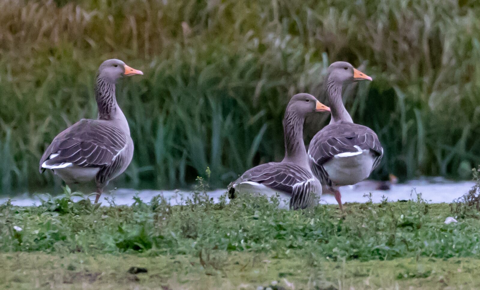 Canon EOS 7D Mark II sample photo. Graylag geese, graylag, geese photography