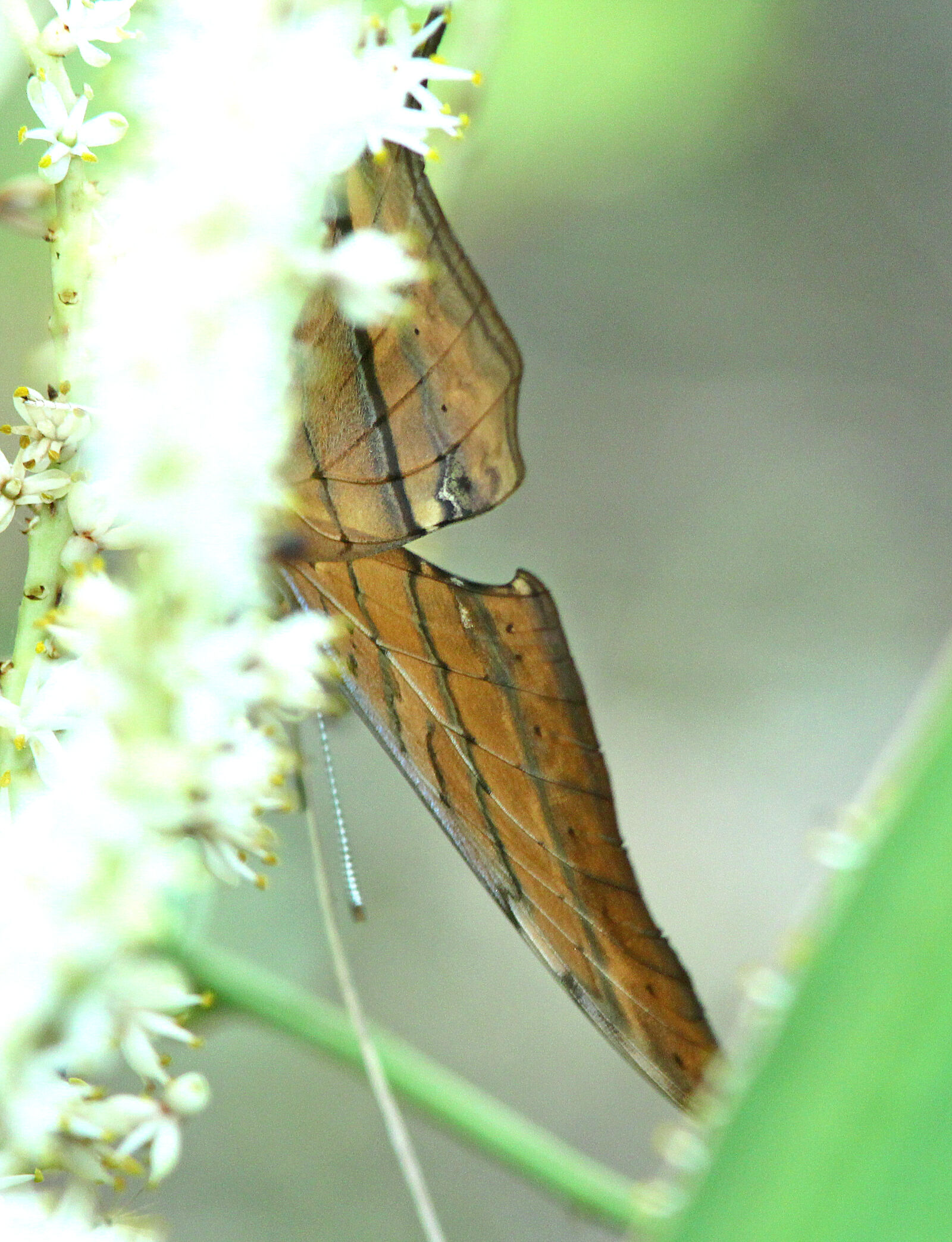 Canon EF 300mm F4L IS USM sample photo
