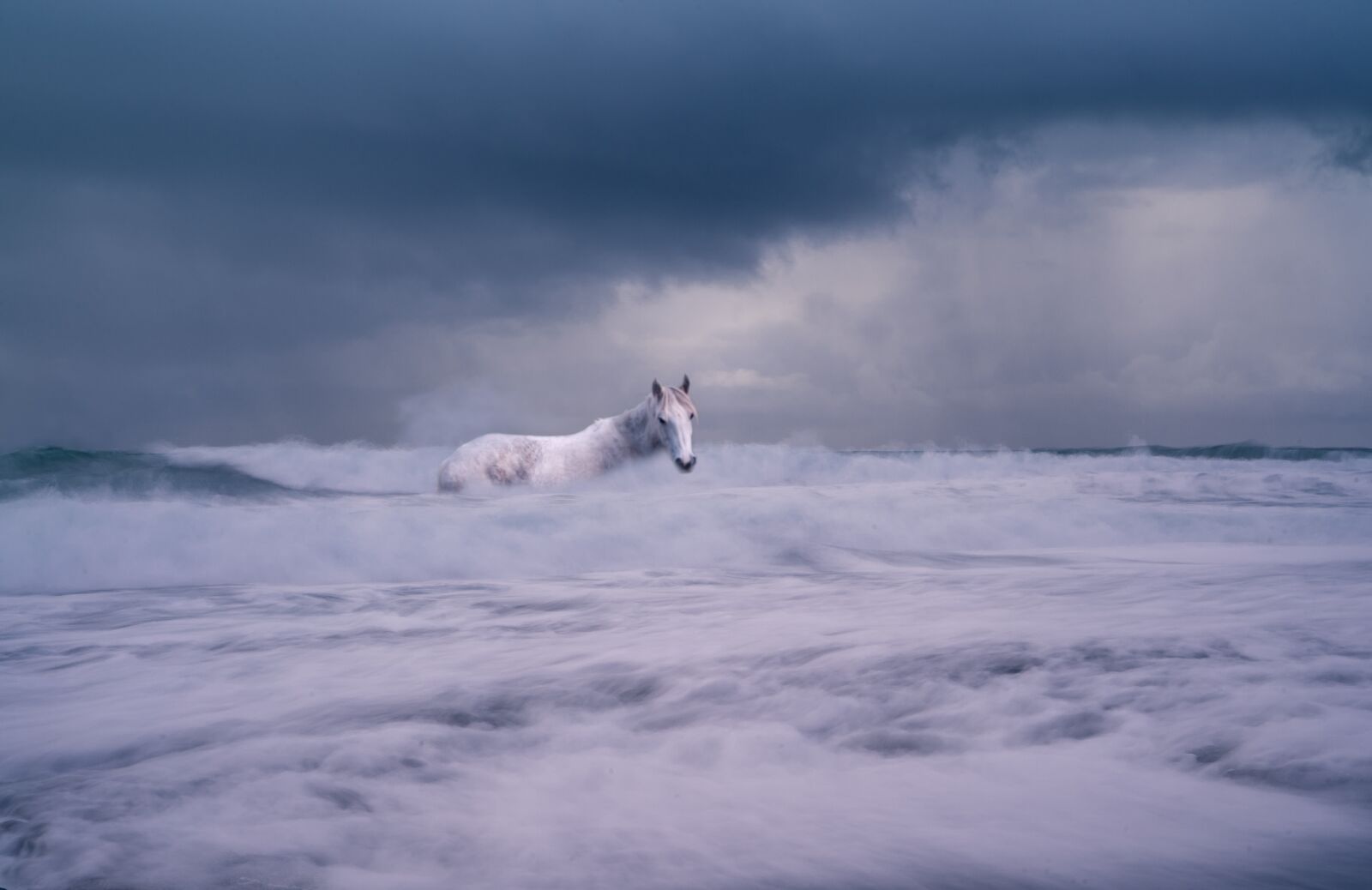 Nikon D700 sample photo. The horse, nature, wave photography