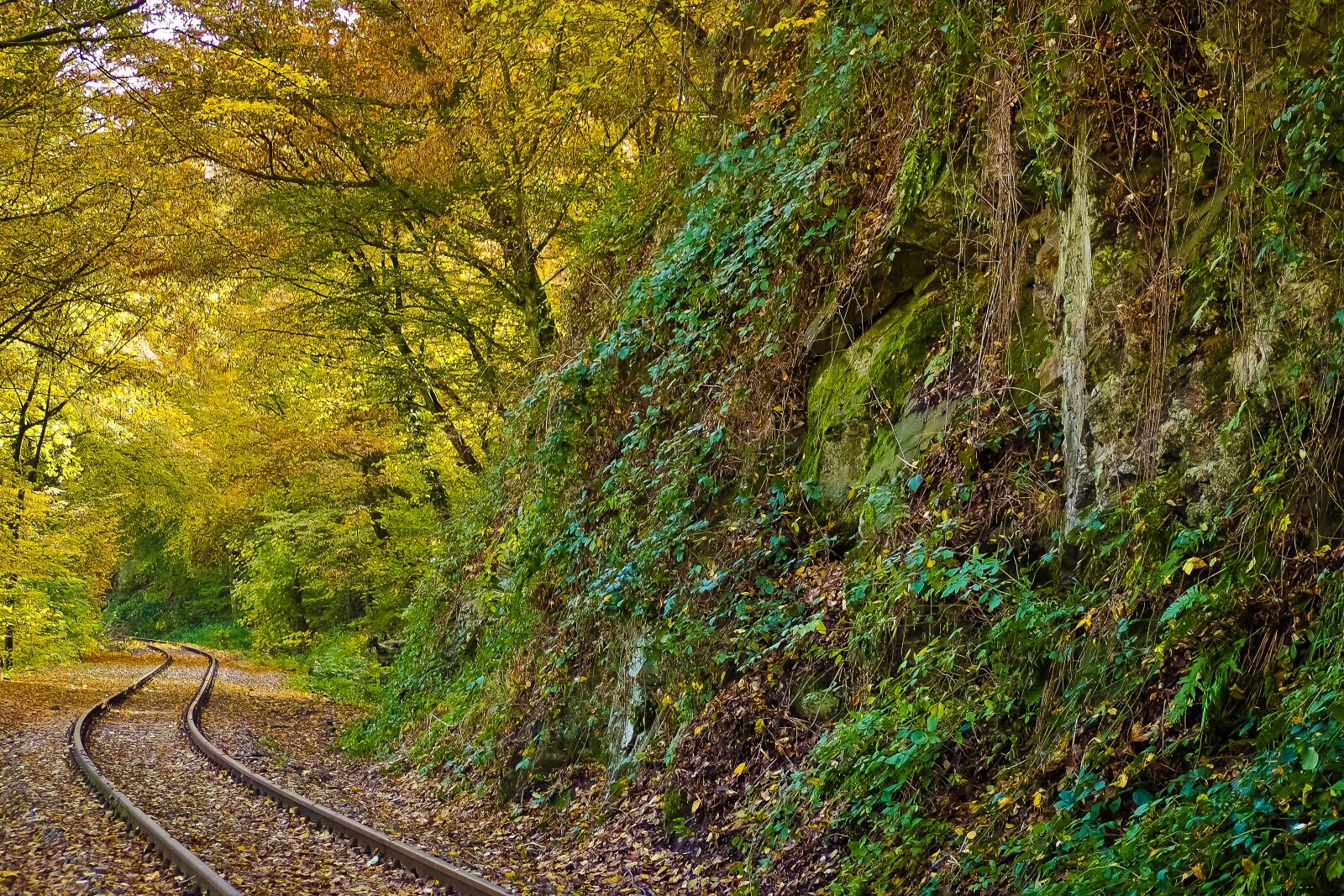 Olympus OM-D E-M10 sample photo. Autumn, nature, trees photography