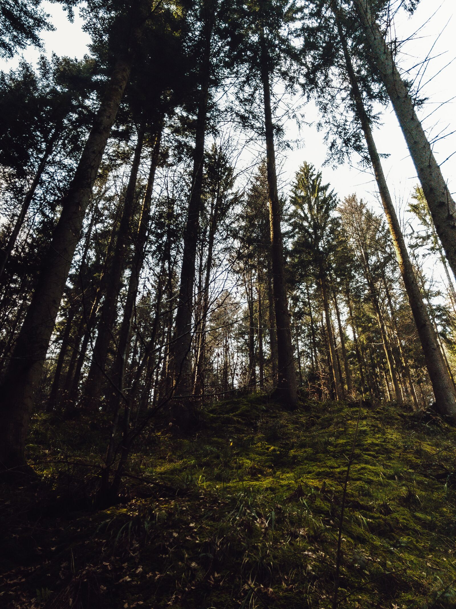 iPhone 8 back camera 3.99mm f/1.8 sample photo. Forest, tree, trees photography