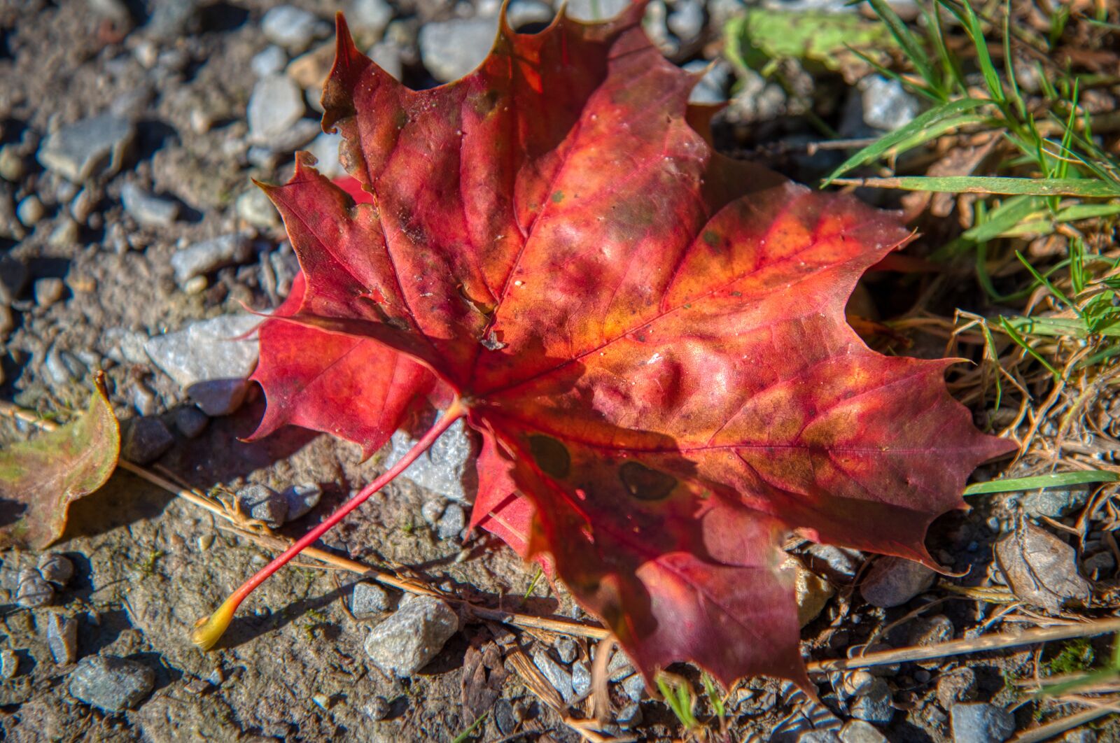 Nikon D750 sample photo. Maple leaf, leaves, autumn photography