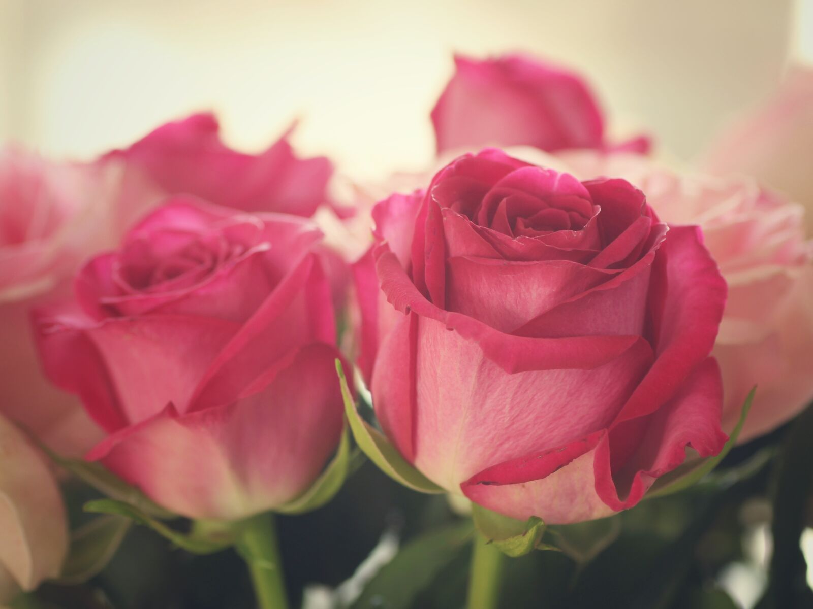 Tamron SP 90mm F2.8 Di VC USD 1:1 Macro sample photo. Roses, flowers, bouquet photography