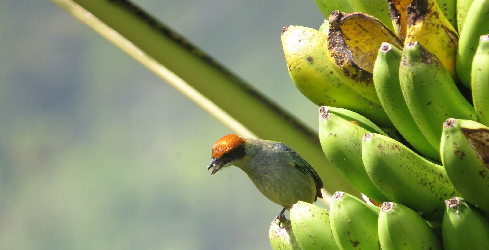 Canon PowerShot SX50 HS sample photo. Nature, birds, colombia photography