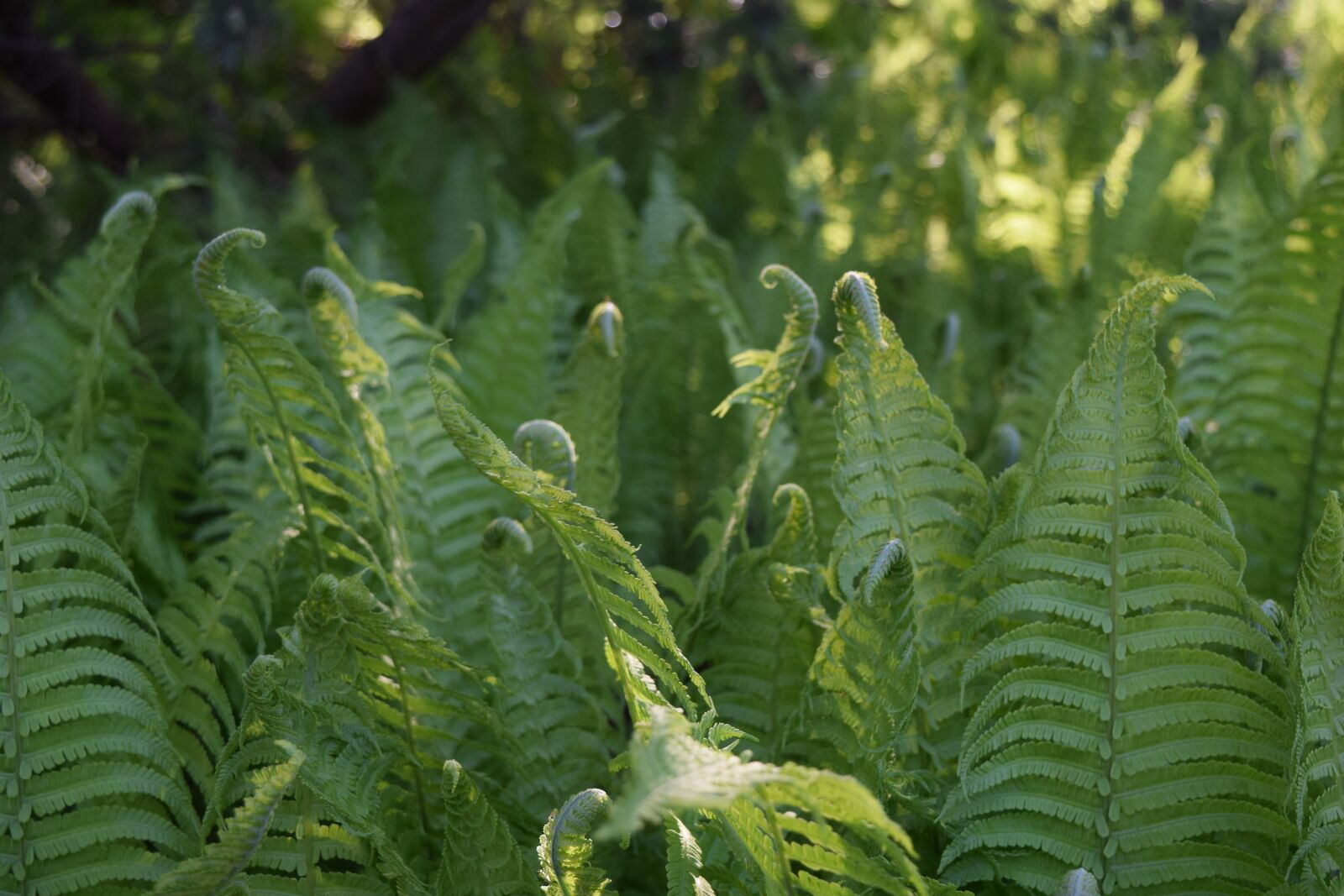 Nikon D3300 sample photo. Fern, background, nature photography
