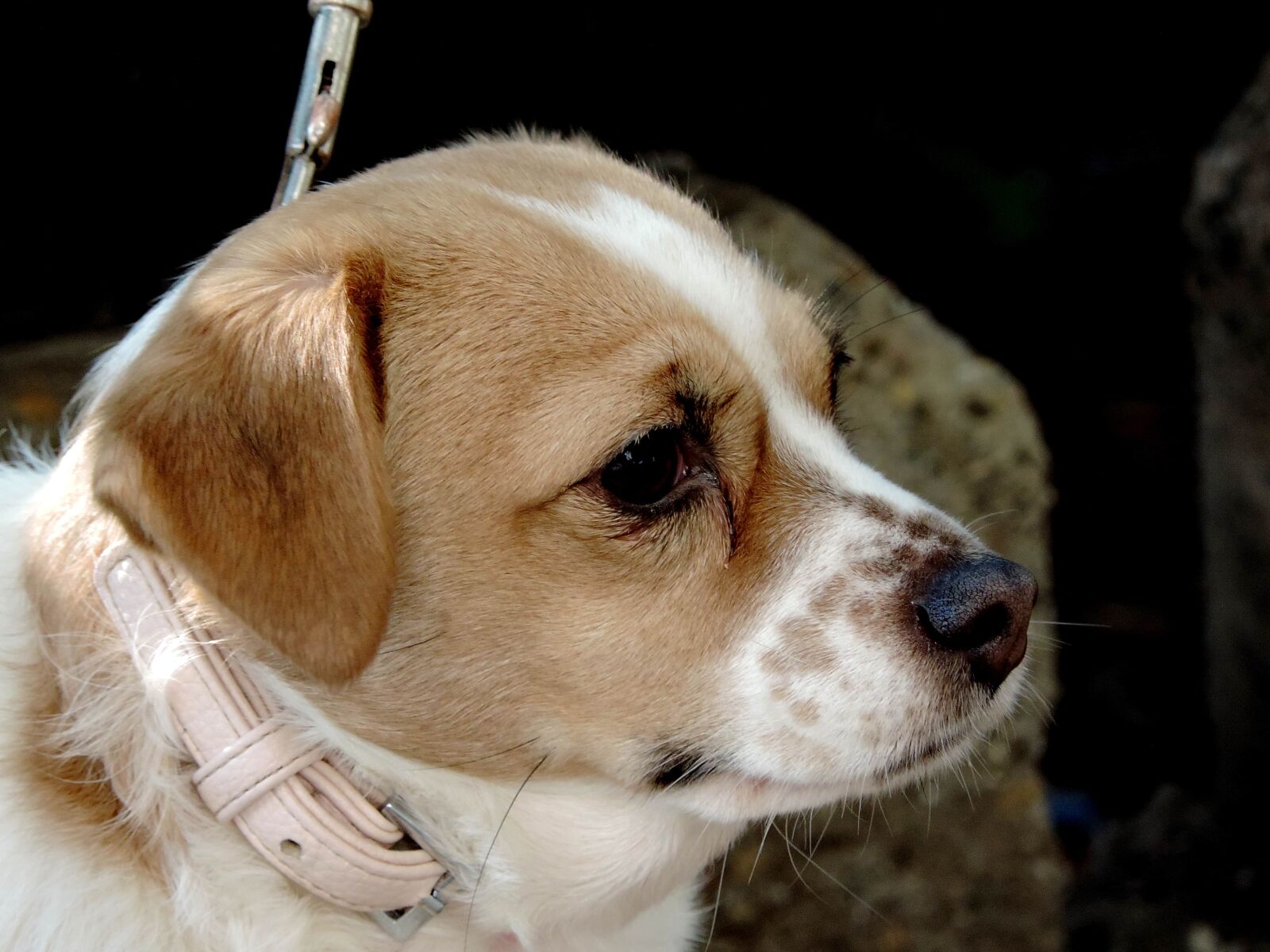 Nikon Coolpix P520 sample photo. Pet, canine, cute, hunting photography