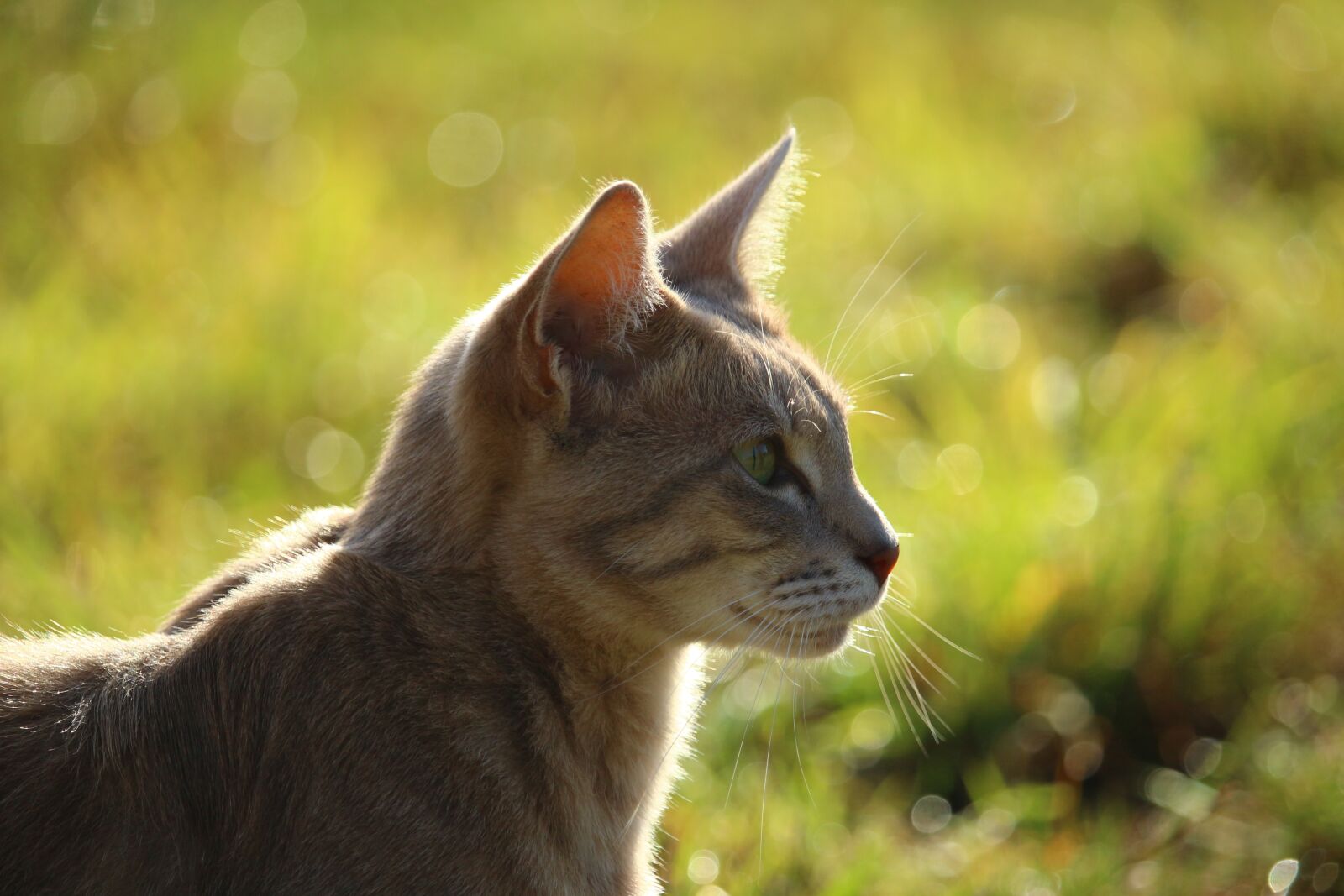 Canon EOS 100D (EOS Rebel SL1 / EOS Kiss X7) sample photo. Cat, mieze, kitten photography