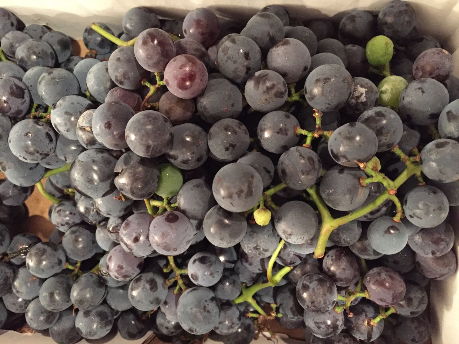 Apple iPhone 6 sample photo. Grapes, purple, concord photography