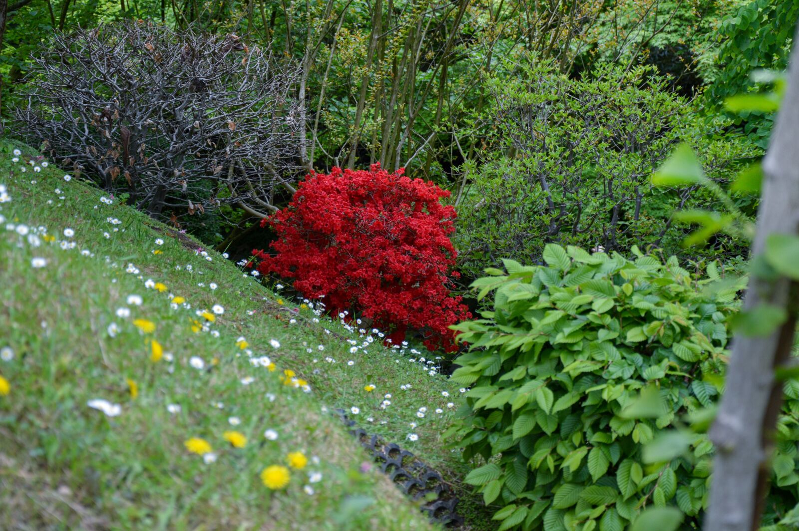 Nikon D3200 sample photo. Vegetation, park, japan photography