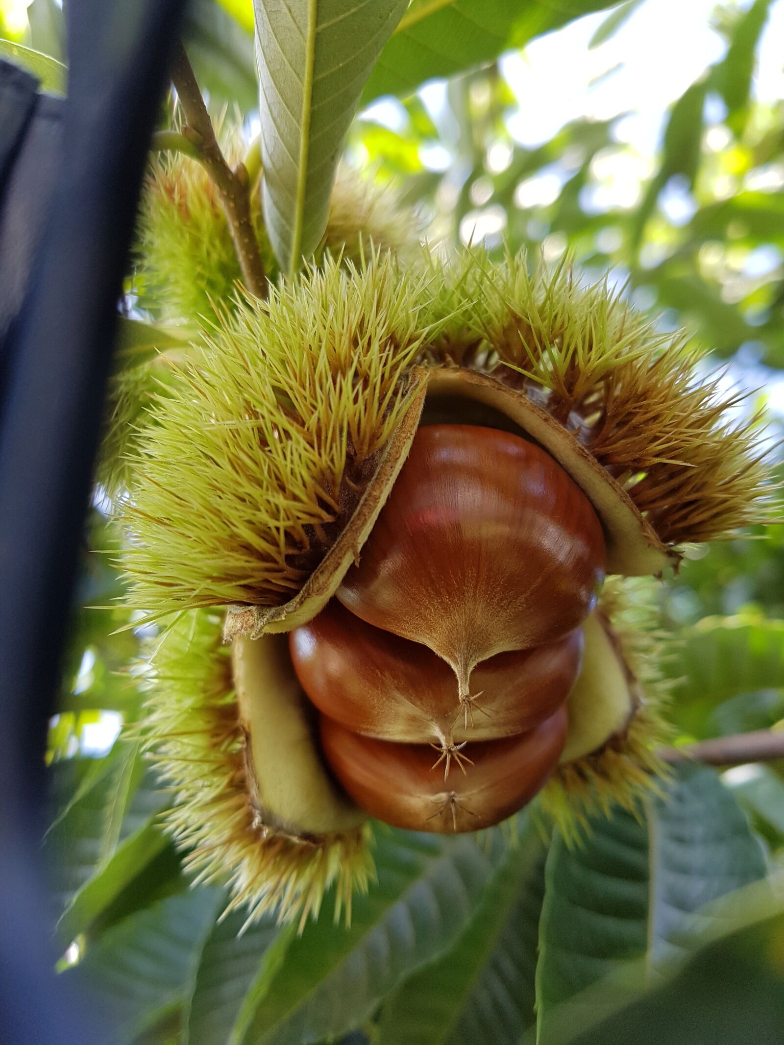 Samsung Galaxy S7 sample photo. Nature, food, fruit photography