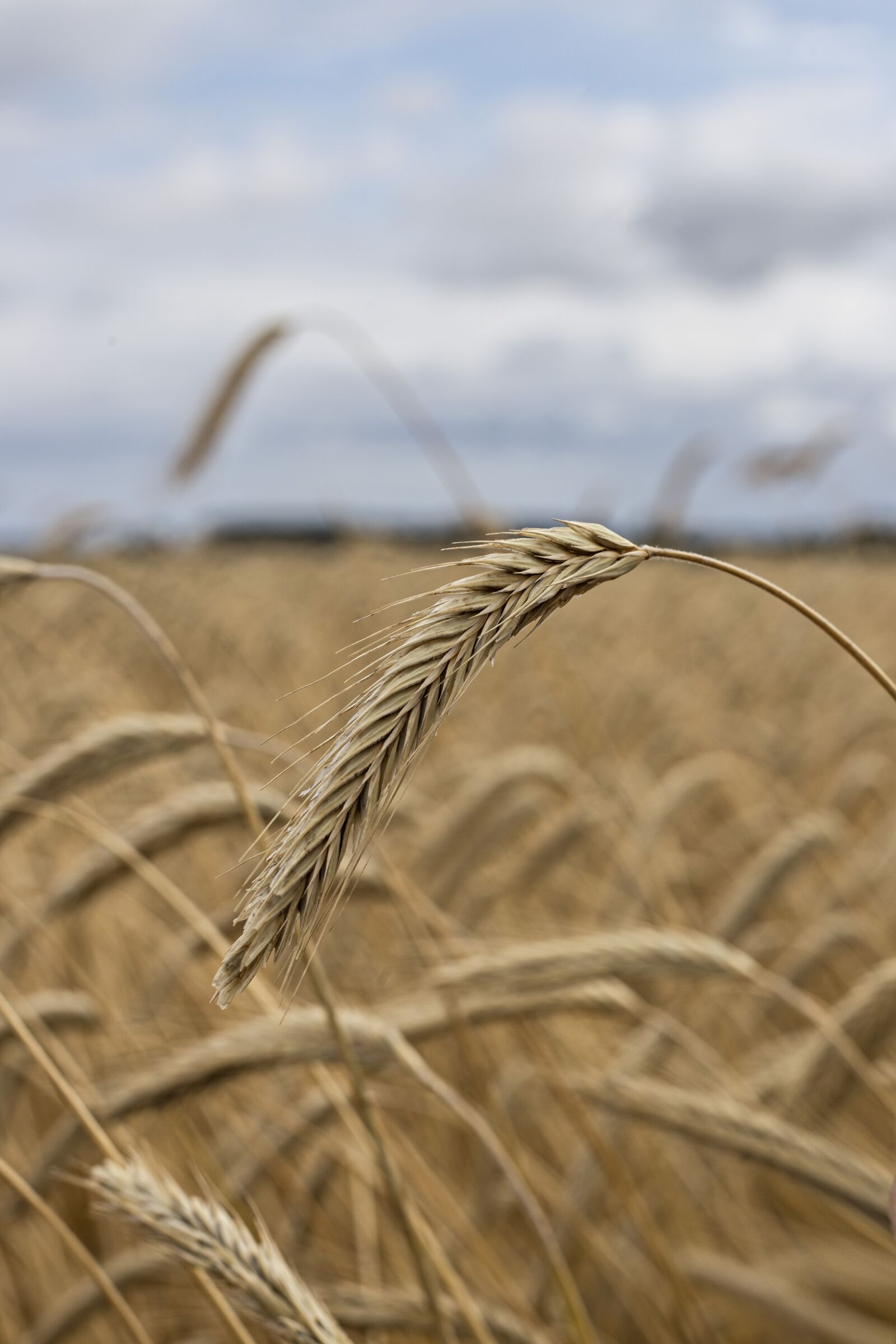 Canon EOS 6D sample photo. Rye, grain, field photography