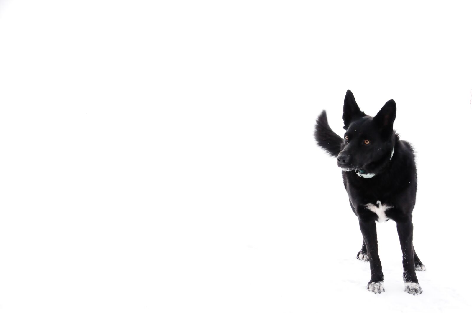 Nikon D300S sample photo. Dog, black, snow photography