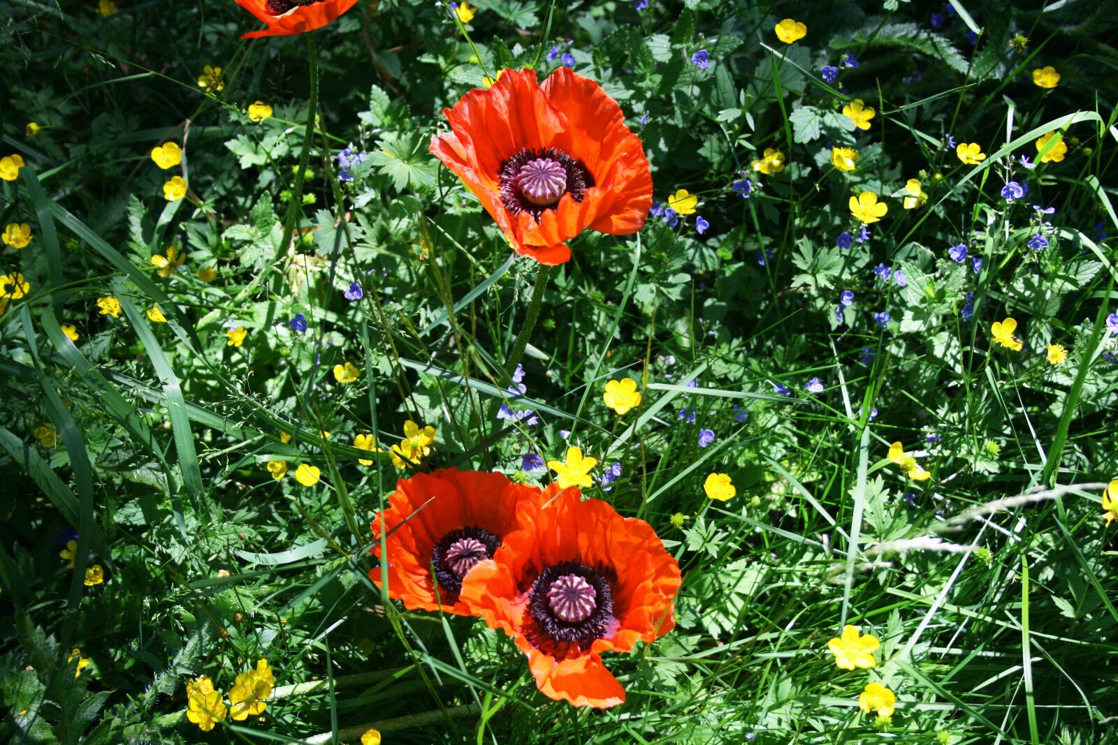 Canon EOS 400D (EOS Digital Rebel XTi / EOS Kiss Digital X) sample photo. Close up, farbenpracht, mohngewaechs photography