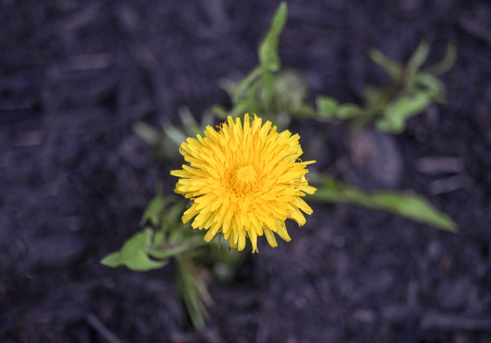 Canon EOS 700D (EOS Rebel T5i / EOS Kiss X7i) sample photo. Nature, flower, flora photography