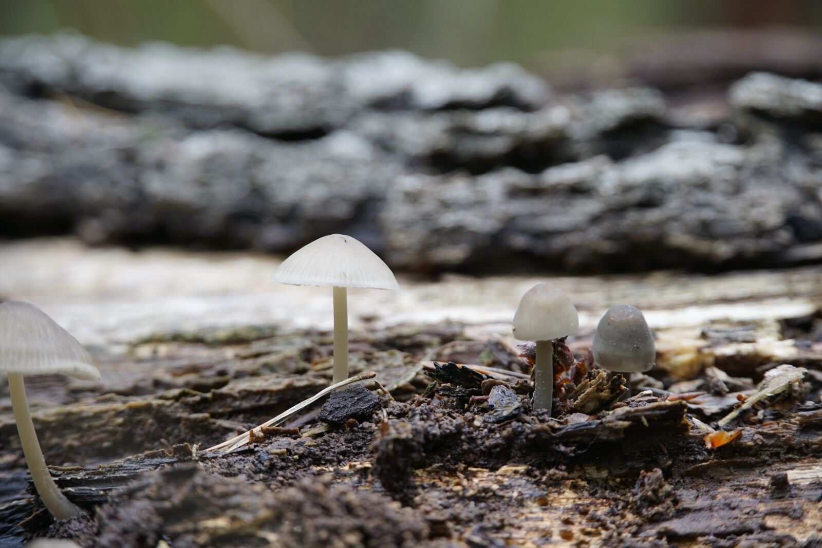Sony a7R II sample photo. Mushrooms, wild mushrooms, log photography