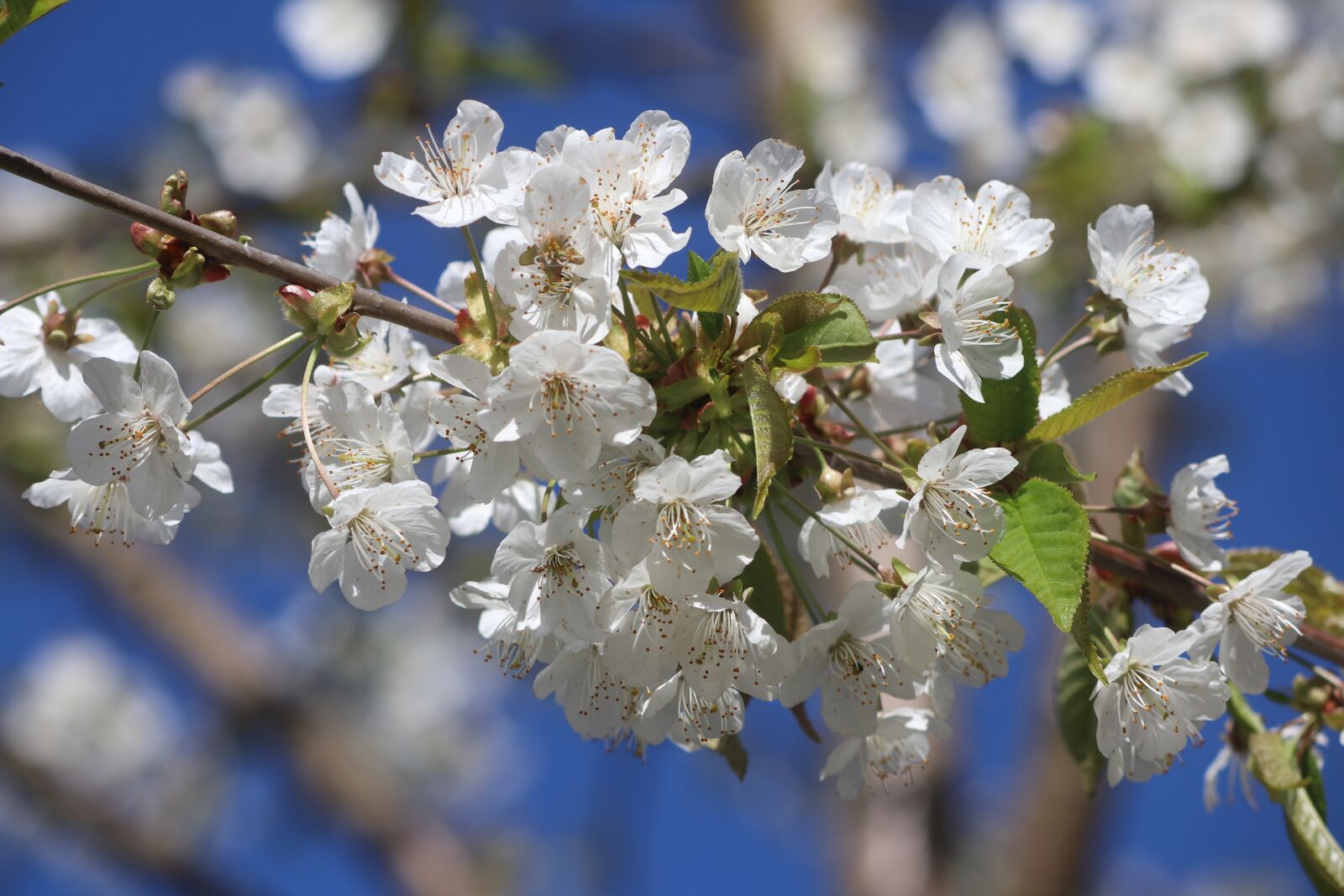 Canon EOS 80D sample photo. Spring, flower, plant photography