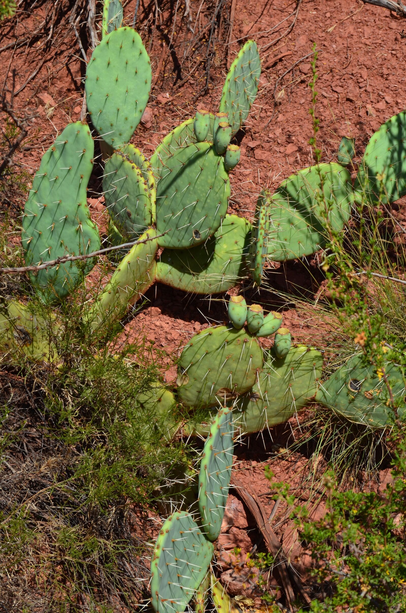 Nikon D5100 sample photo. Cactus, flora, nature photography