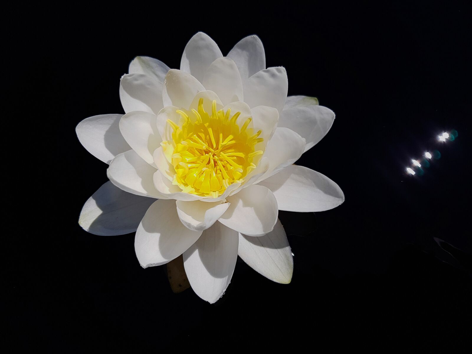 Samsung Galaxy S7 Edge sample photo. Water lily, nymphaea, william photography