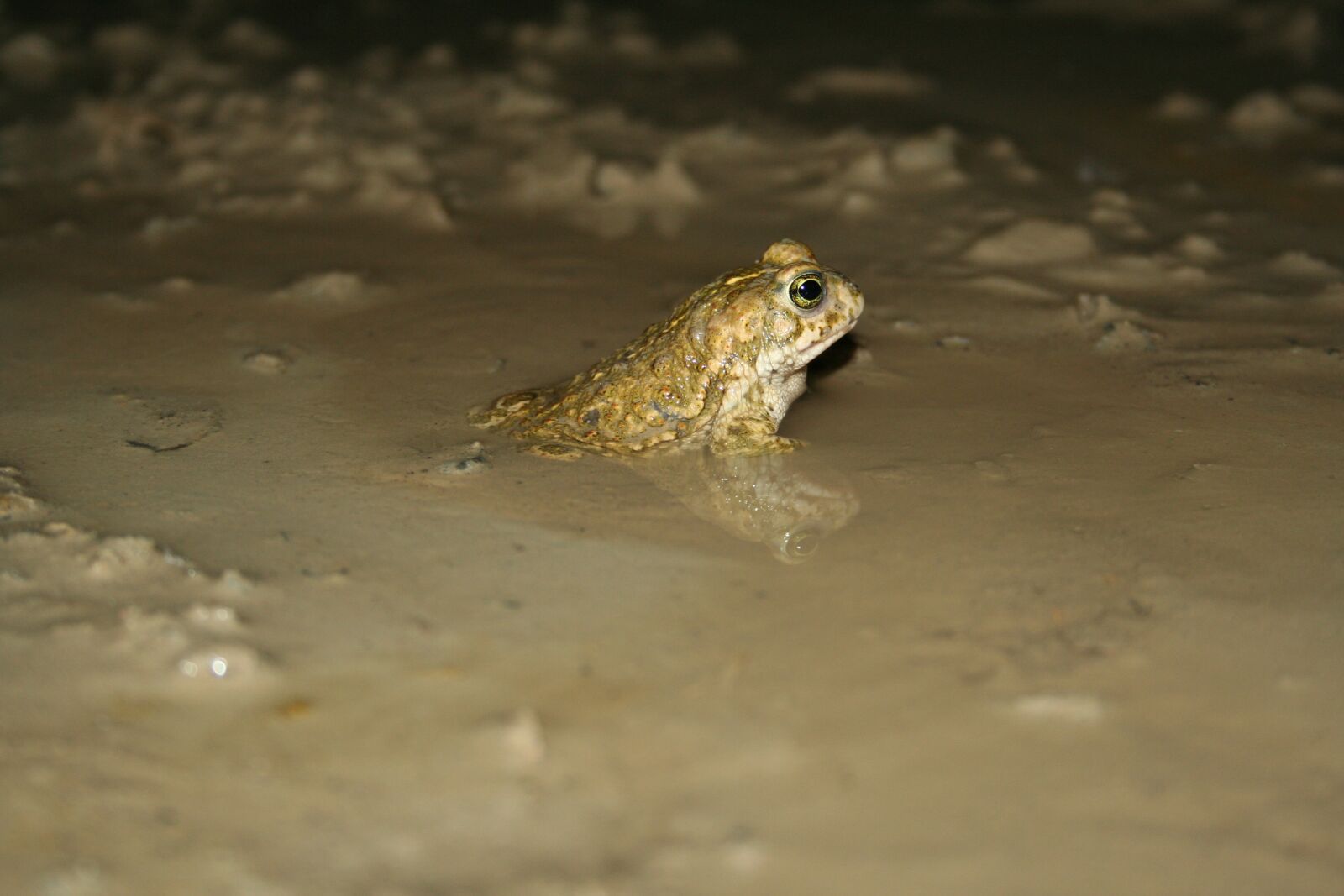 Canon EOS 350D (EOS Digital Rebel XT / EOS Kiss Digital N) sample photo. Cross toad, pioneer species photography