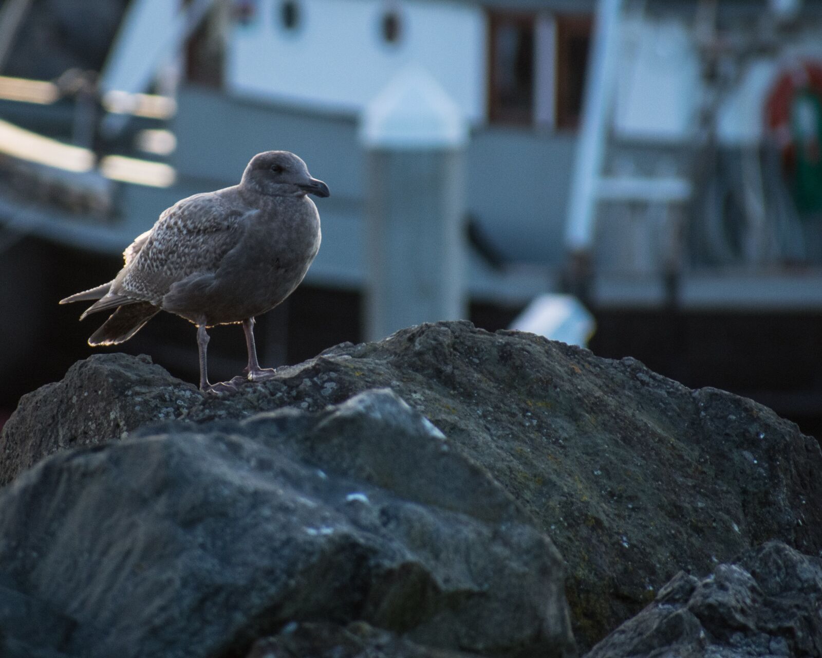 Nikon D3400 sample photo. Pacific, northwest, west coast photography