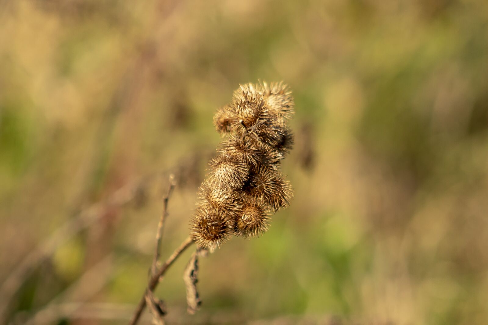 Canon EF75-300mm f/4-5.6 sample photo. Wildflower, thistle, meadow flower photography