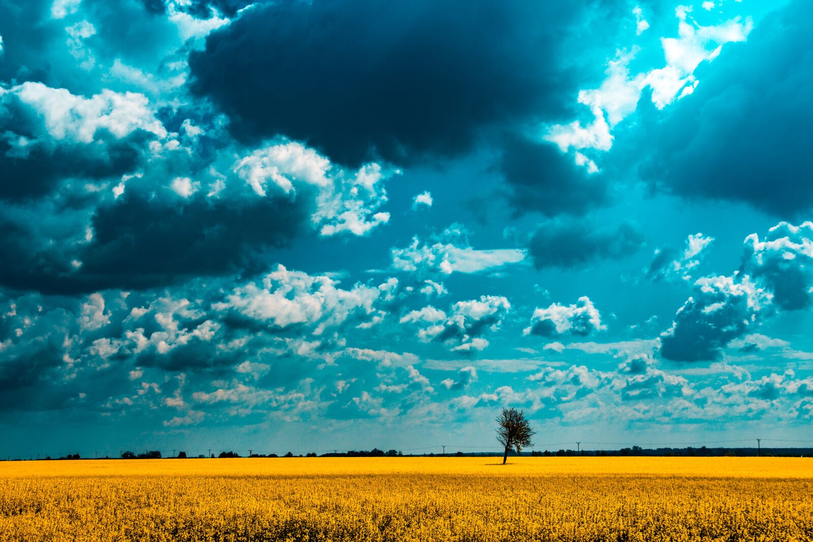 Canon EOS 700D (EOS Rebel T5i / EOS Kiss X7i) sample photo. Field, rapeseed, clouds photography