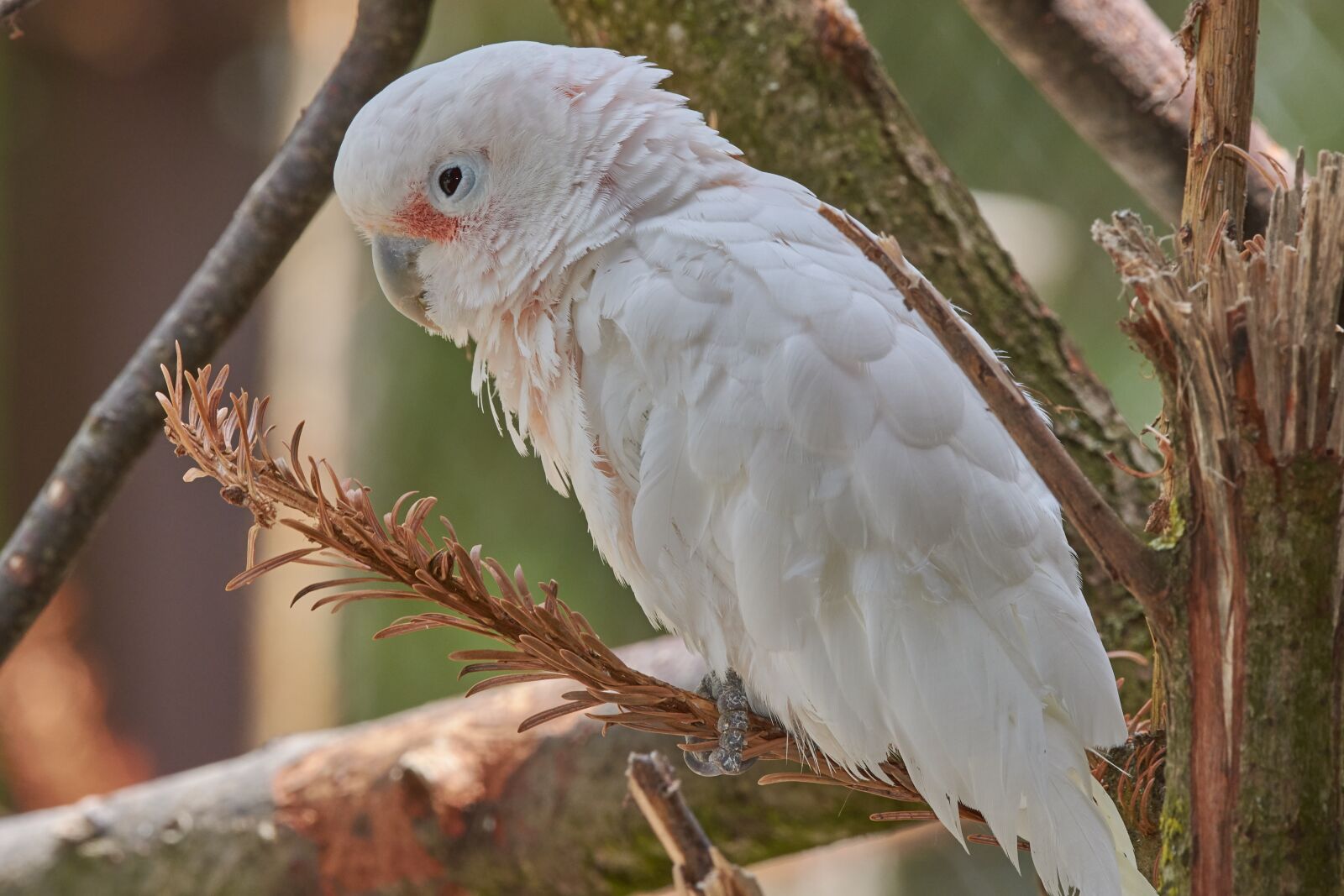 Nikon AF-S Nikkor 200-500mm F5.6E ED VR sample photo. Cockatoo, parrot, bird photography