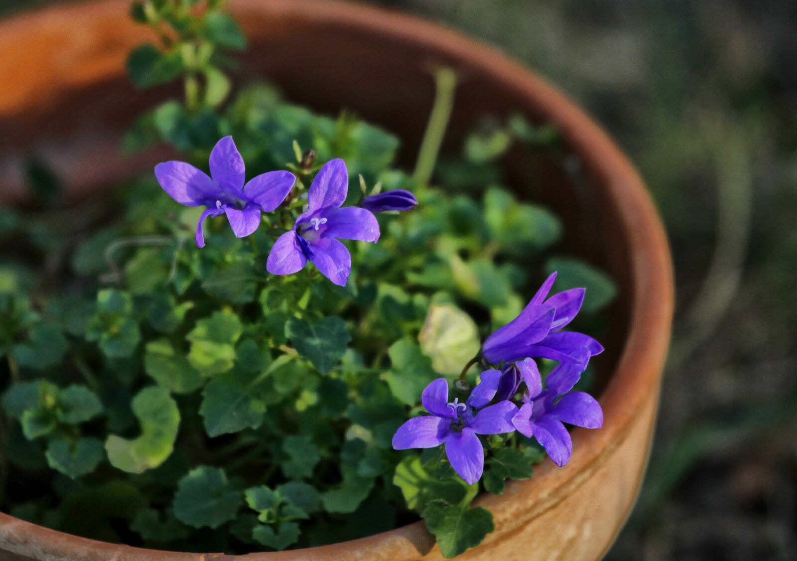 Canon EOS 5D Mark II sample photo. Flowers, nature, spring photography