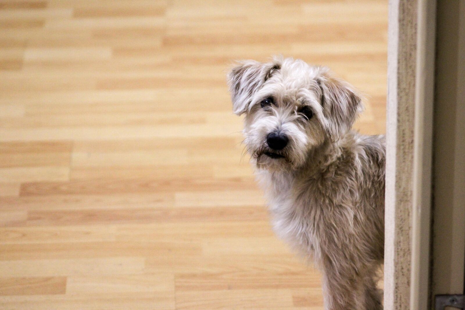 Canon EOS 1200D (EOS Rebel T5 / EOS Kiss X70 / EOS Hi) sample photo. Dog, tenderness, puppy photography