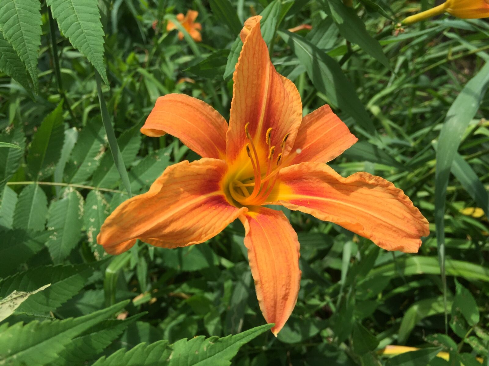 Apple iPhone 6 sample photo. Beautiful, flower, orange, flower photography
