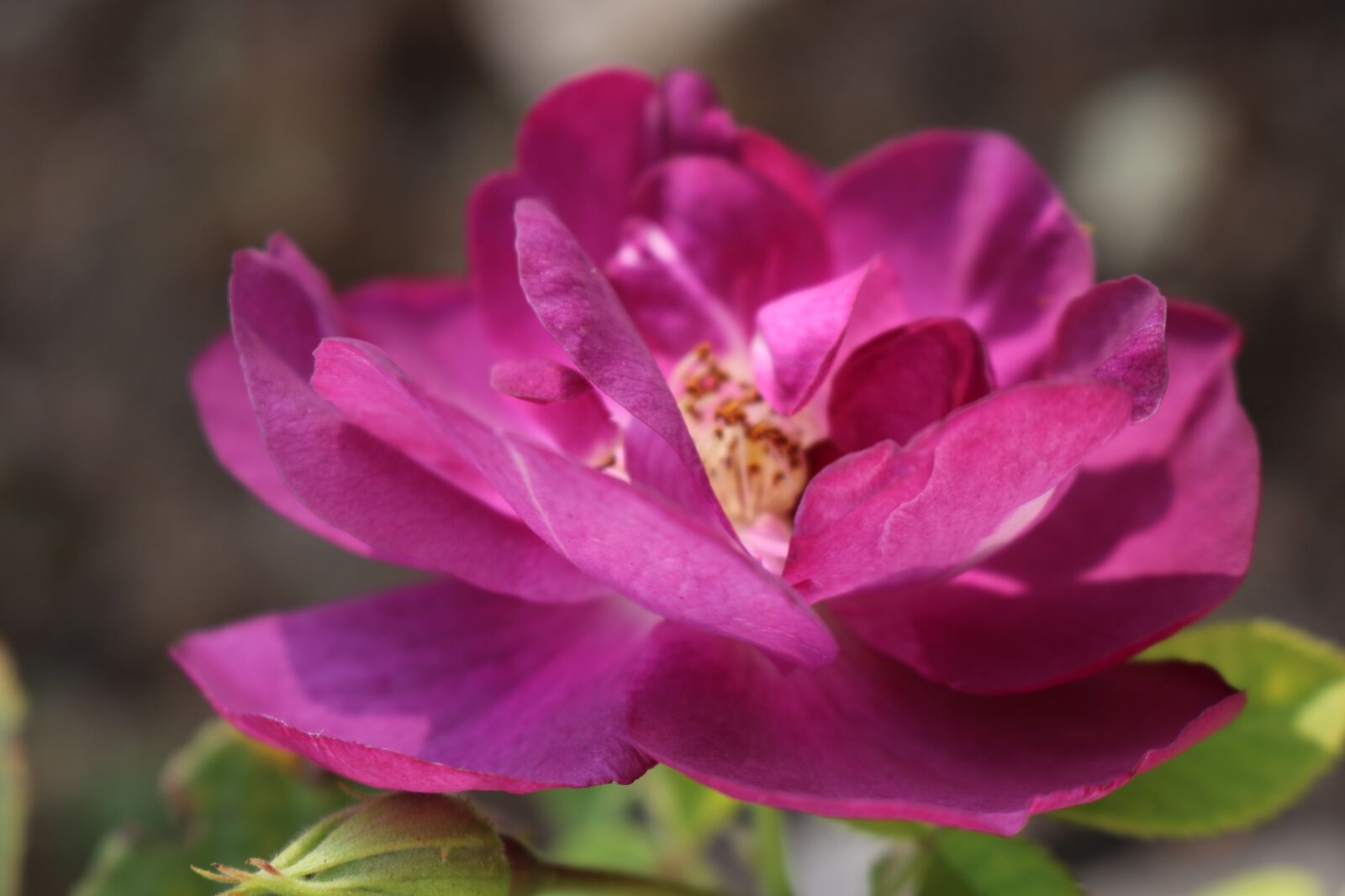 Canon EOS 750D (EOS Rebel T6i / EOS Kiss X8i) sample photo. Purple, rose, summer photography