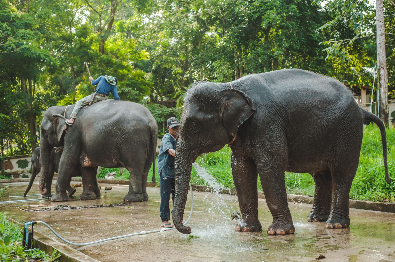 Nikon D700 sample photo. Elephant, elephants, thailand photography