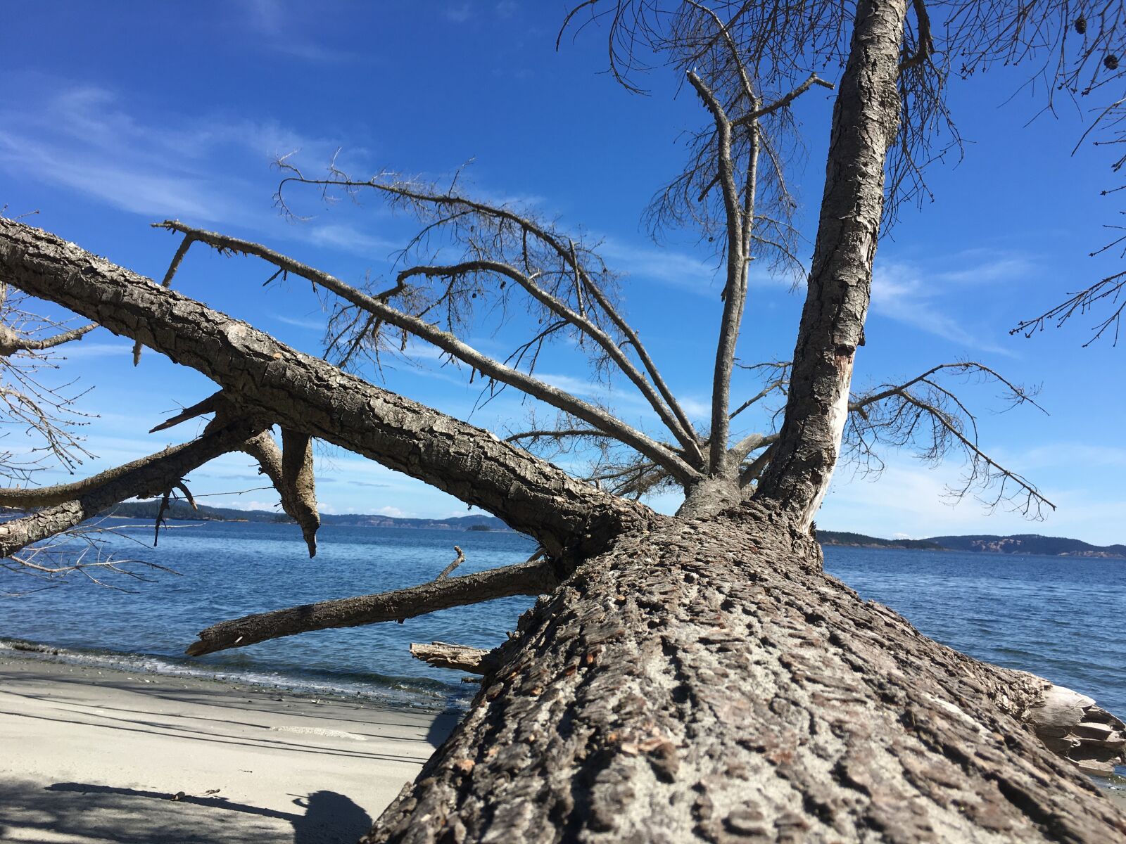 Apple iPhone 6s sample photo. Driftwood, beach, nature photography
