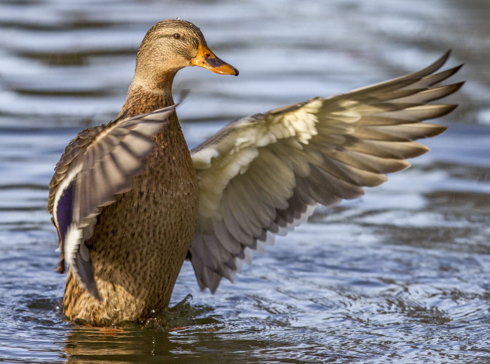 Canon EOS 7D sample photo. Duck, bird, water bird photography