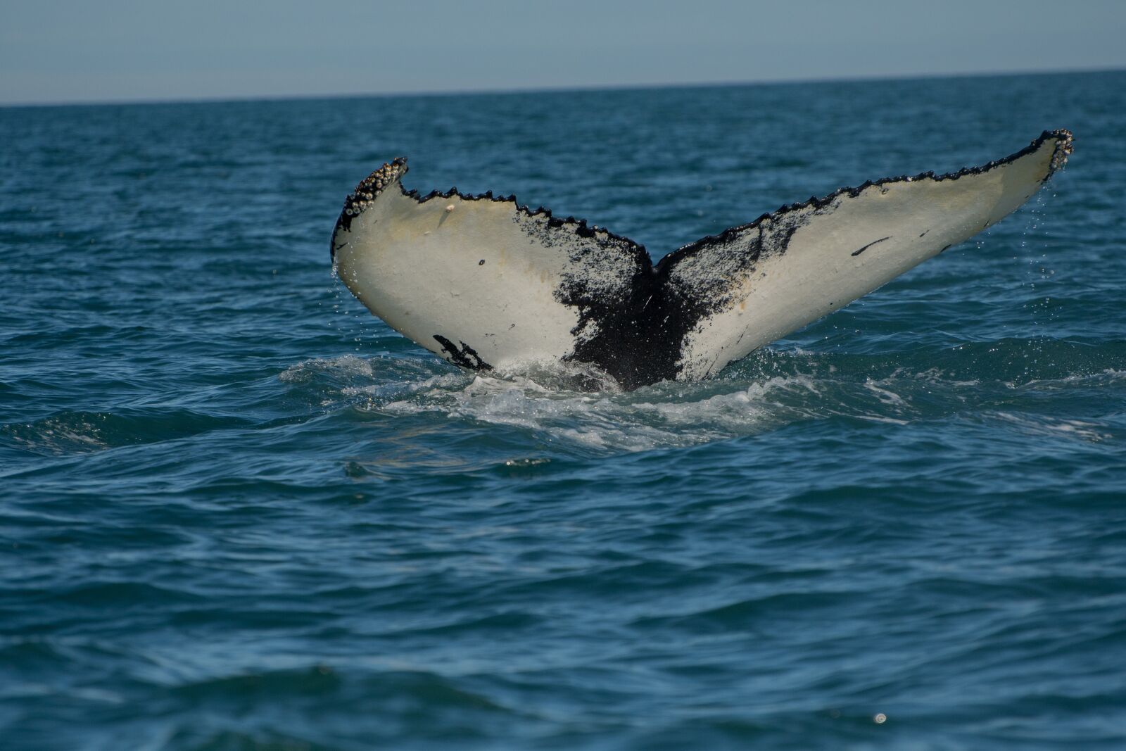 Nikon D500 sample photo. Wal, fish, diving photography