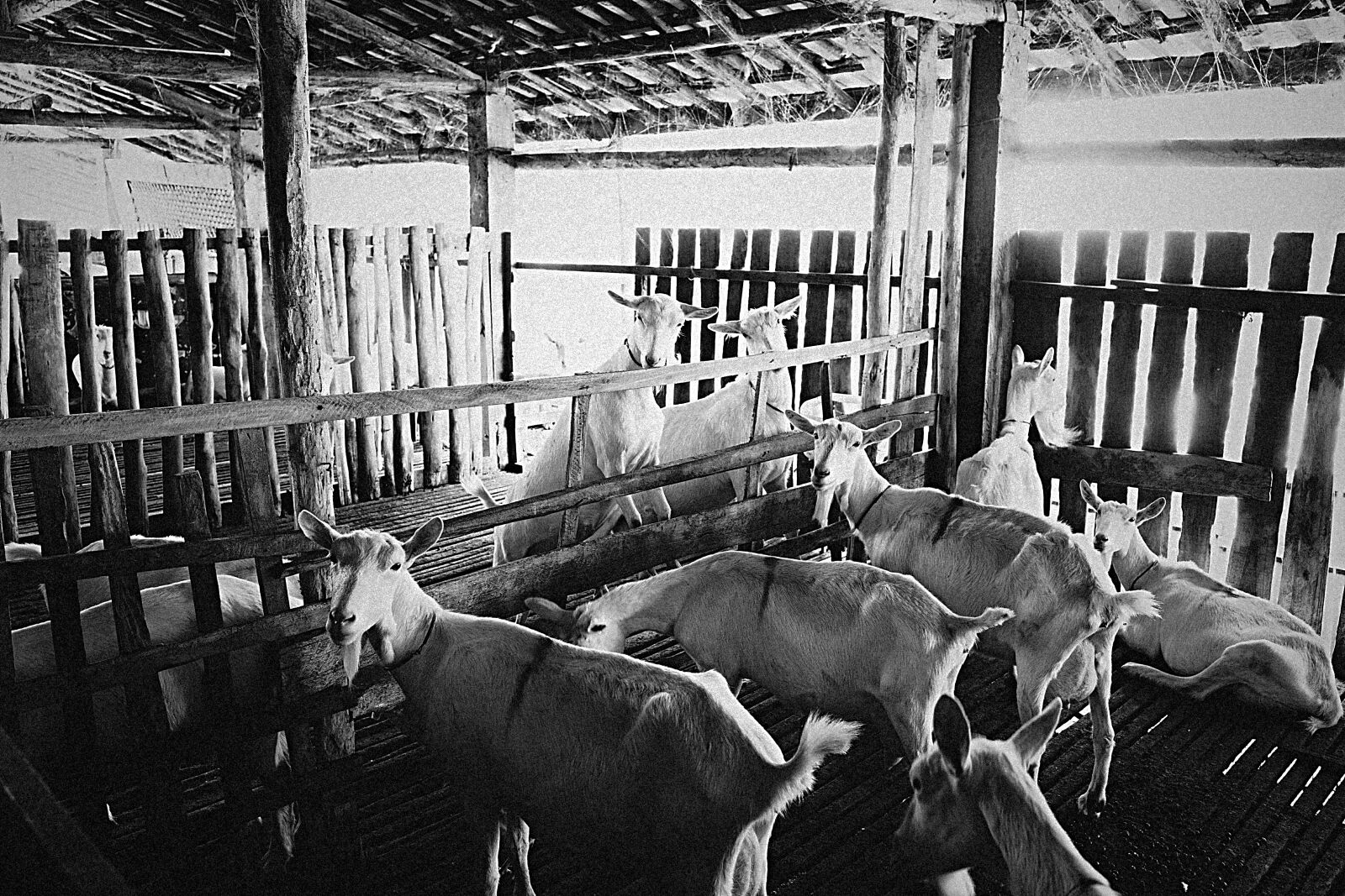 Ricoh GR IV MONOCHROME sample photo