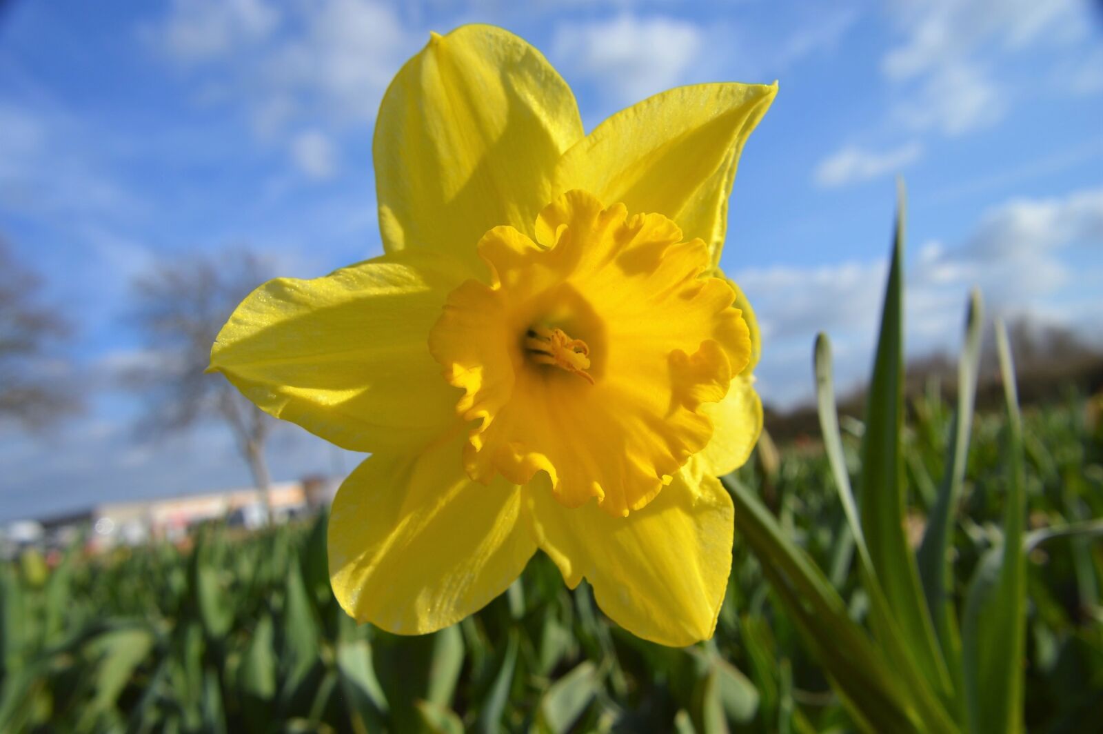 Nikon D3200 sample photo. Daffodil, flower, petal photography