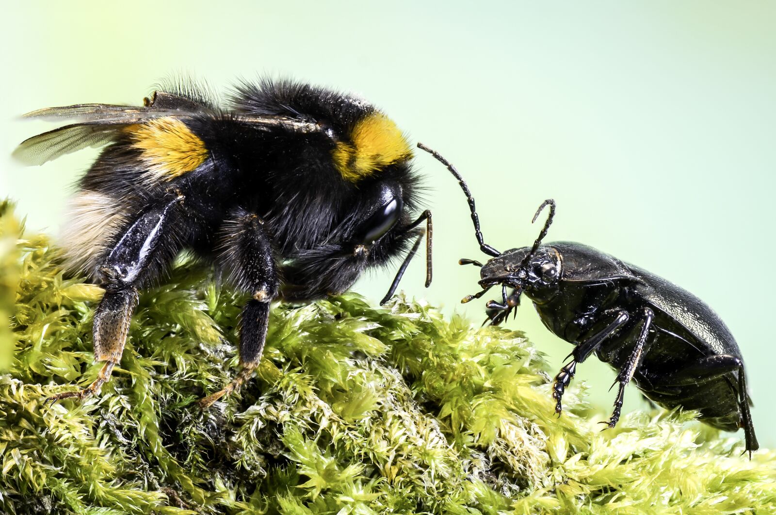 Nikon D7000 sample photo. Insects, meeting, nature photography