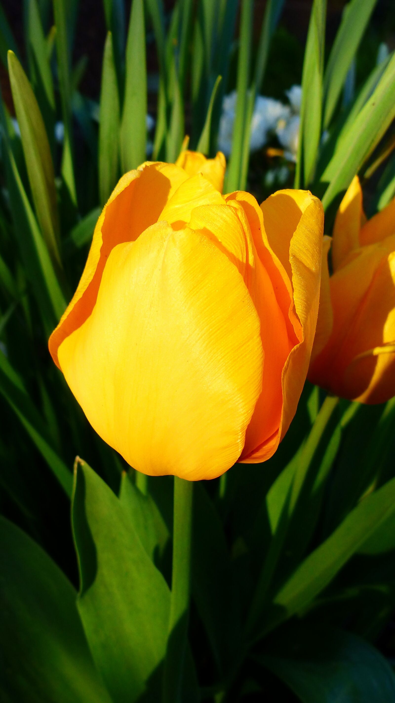 Panasonic Lumix DMC-FZ200 sample photo. Tulip, nature, flower photography