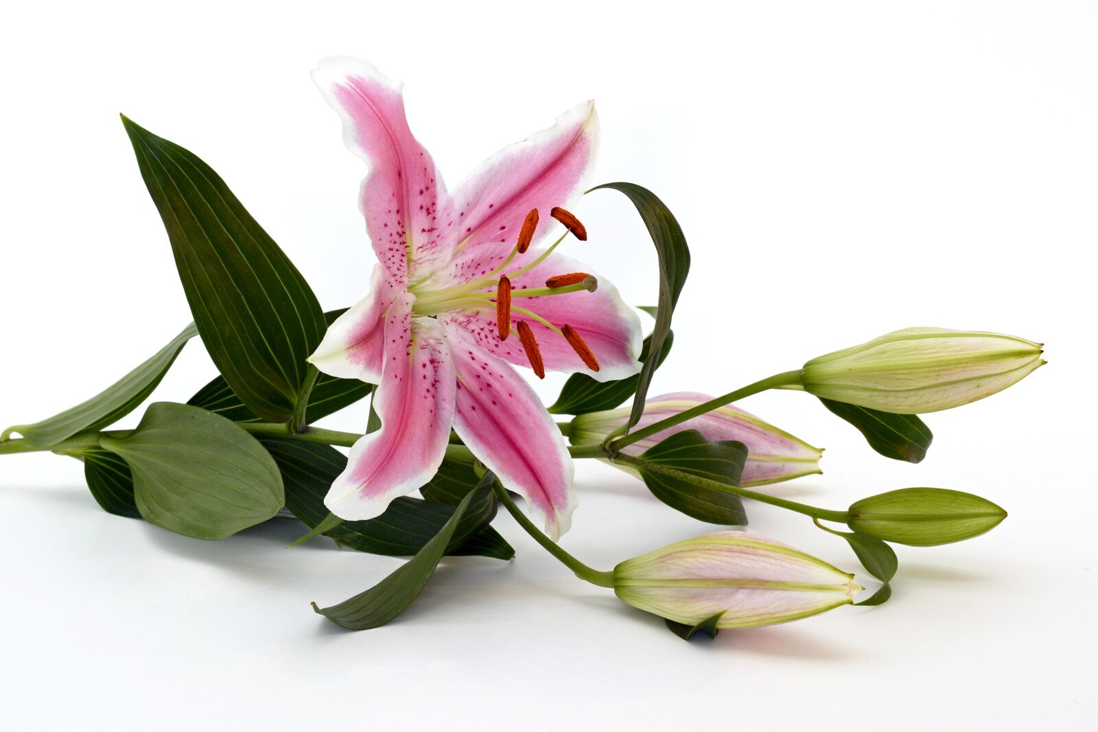 Nikon D7100 sample photo. Lily, blossom, bloom photography
