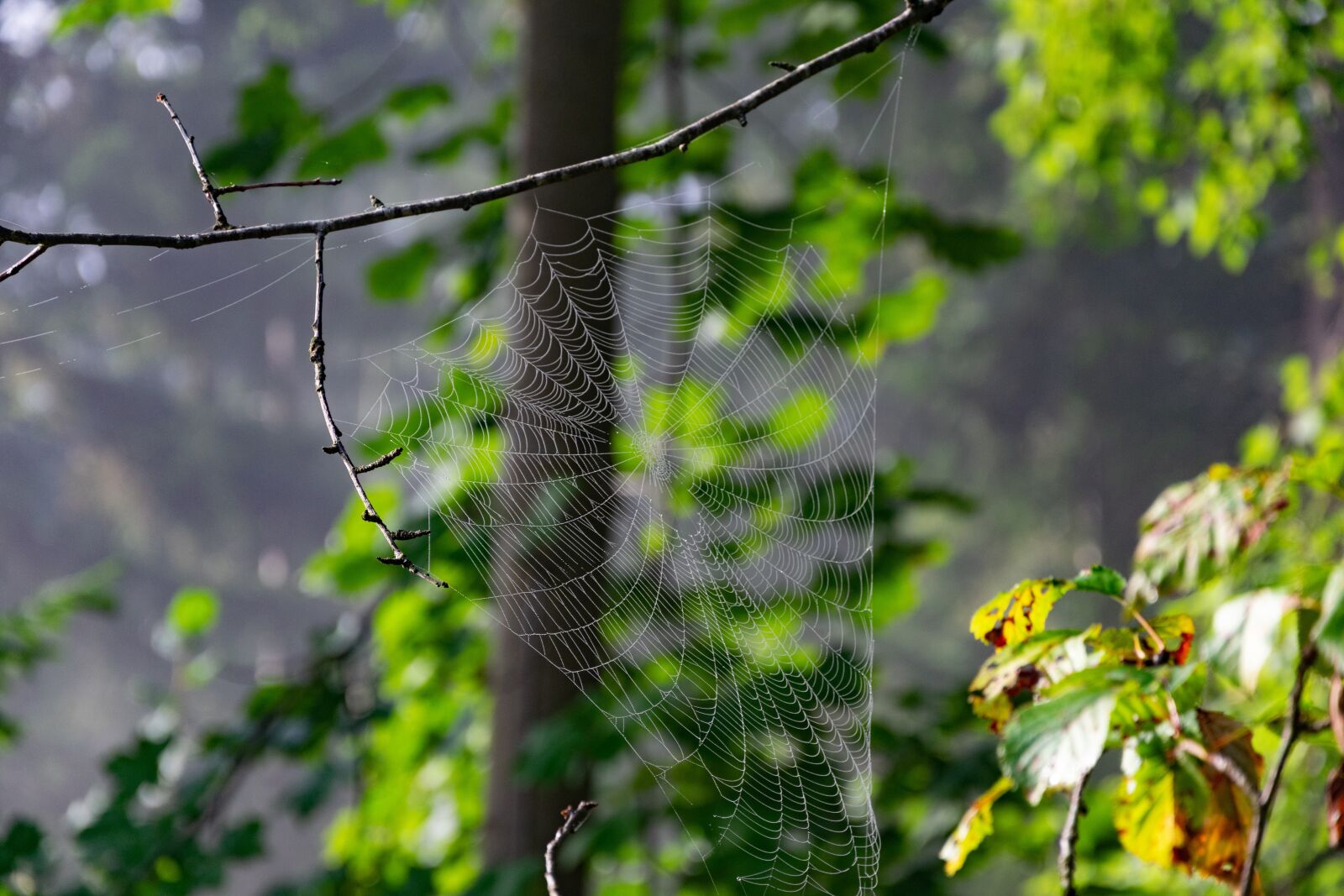 Nikon D3300 sample photo. Leaves, web, forest photography