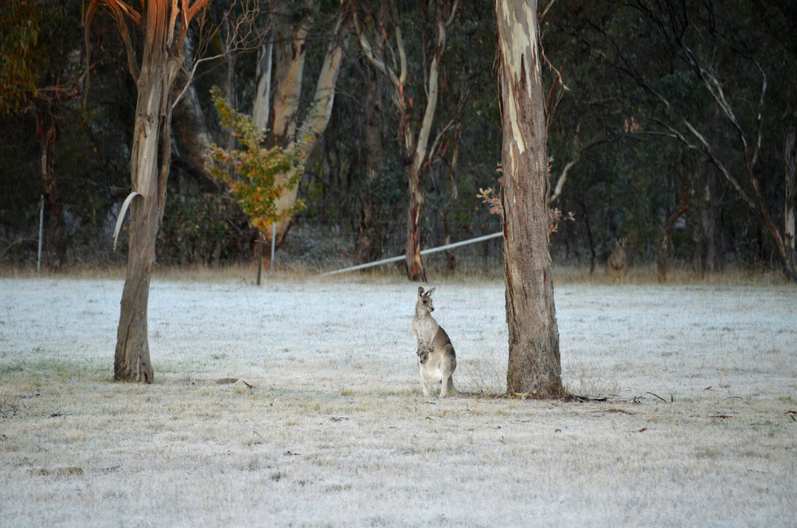 Nikon D7000 sample photo. Australia, cold, frosty, winter photography