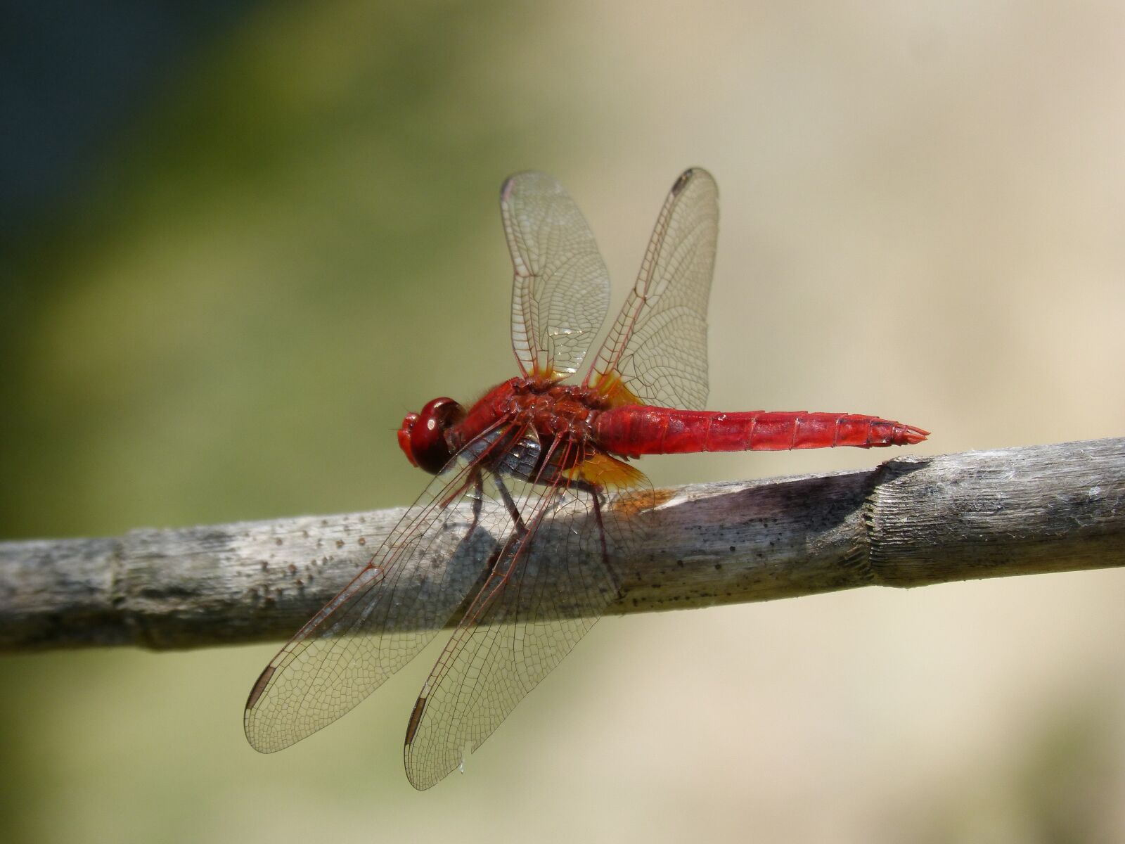 Panasonic DMC-FZ62 sample photo. Dragonfly, red dragonfly, erythraea photography