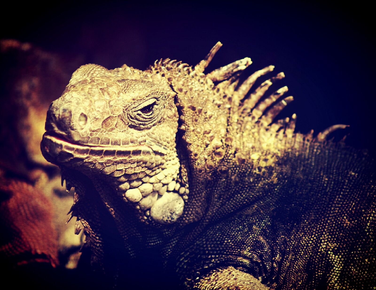 Olympus E-300 (EVOLT E-300) sample photo. Iguana, lizard, dragon photography