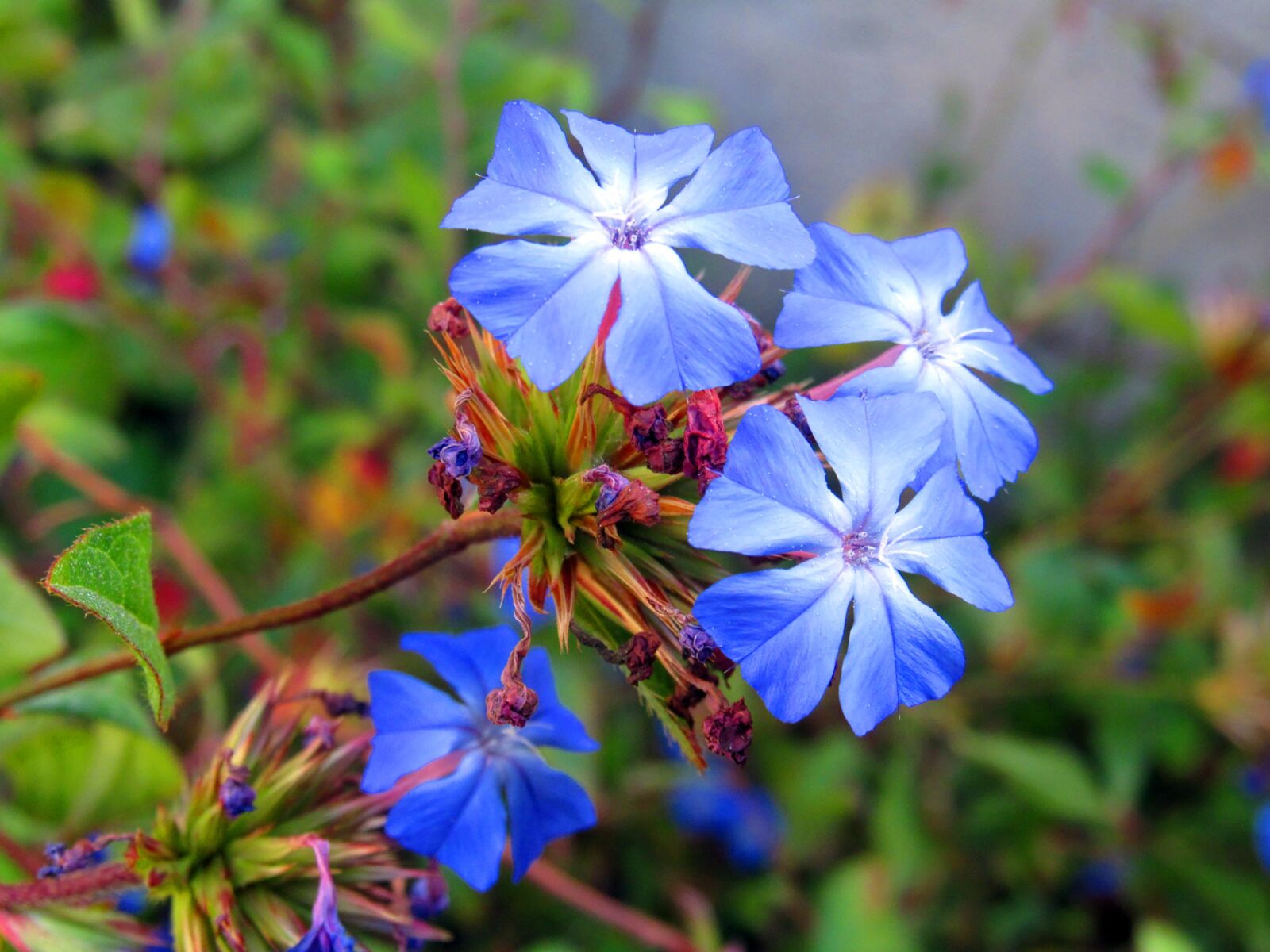 Canon PowerShot SX530 HS sample photo. Nature, flower, plant photography