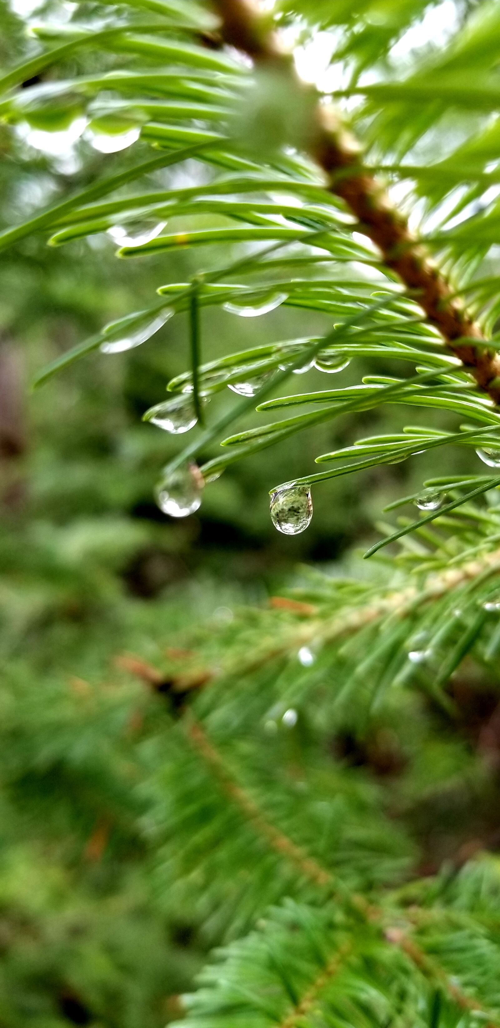 Samsung Galaxy S8+ sample photo. Pine tree, needles, close photography