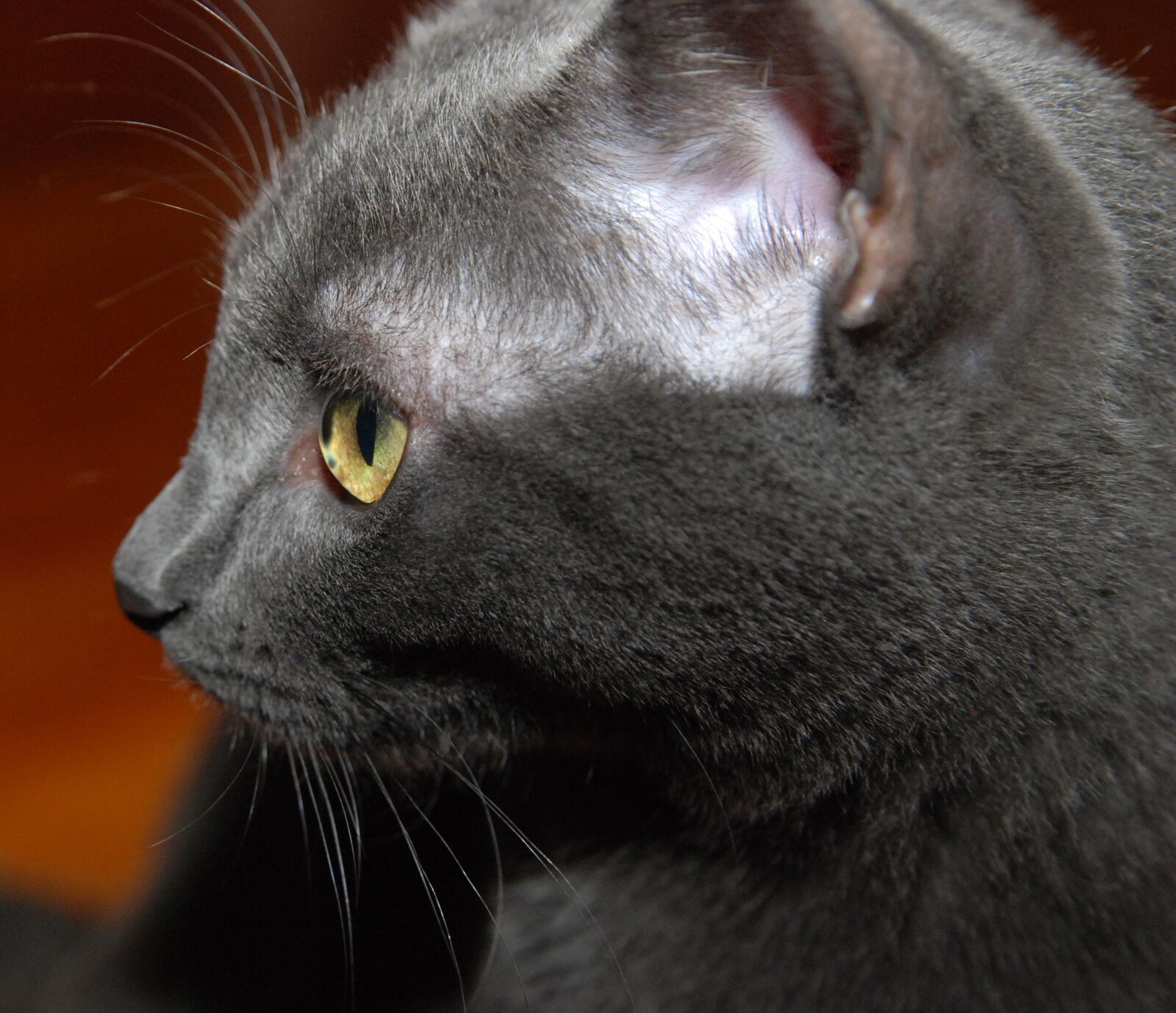 Nikon D80 sample photo. Cat, profile, gray cat photography