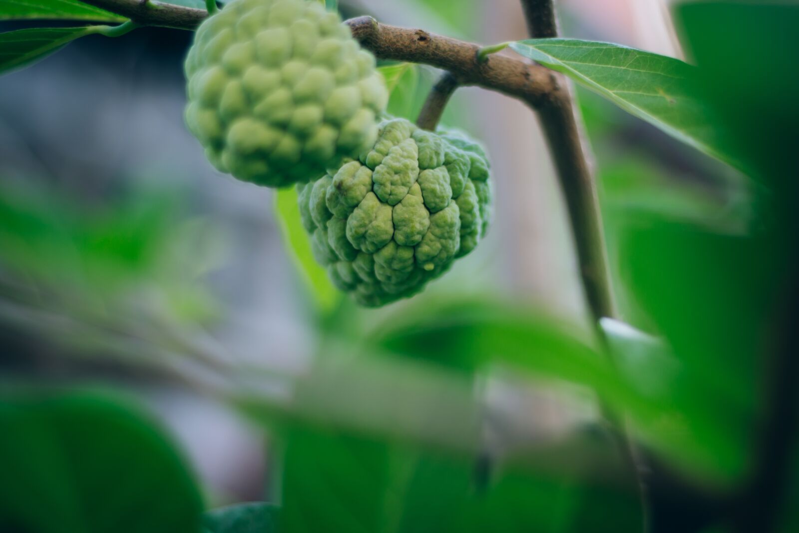 Canon EOS 700D (EOS Rebel T5i / EOS Kiss X7i) + Canon EF 50mm F1.8 STM sample photo. Fruit, annona, delicious photography