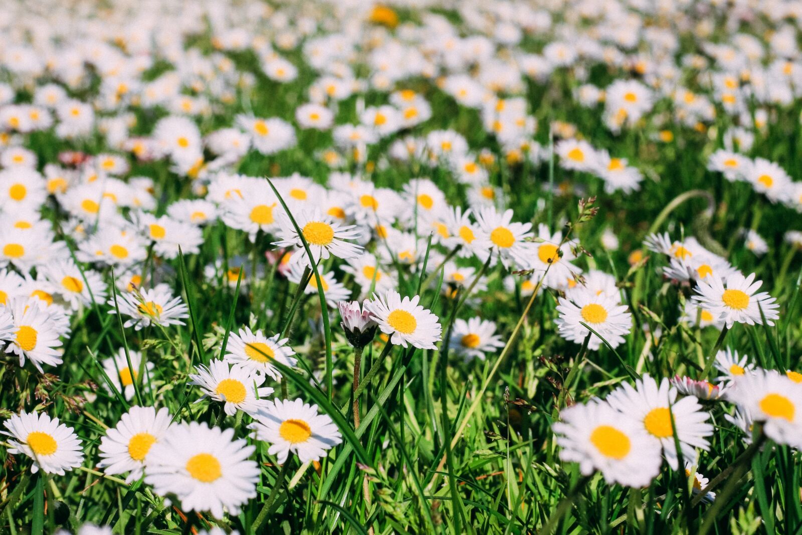 Canon EOS 700D (EOS Rebel T5i / EOS Kiss X7i) + Canon EF 50mm F1.8 II sample photo. Sunflower, daisy, nature photography