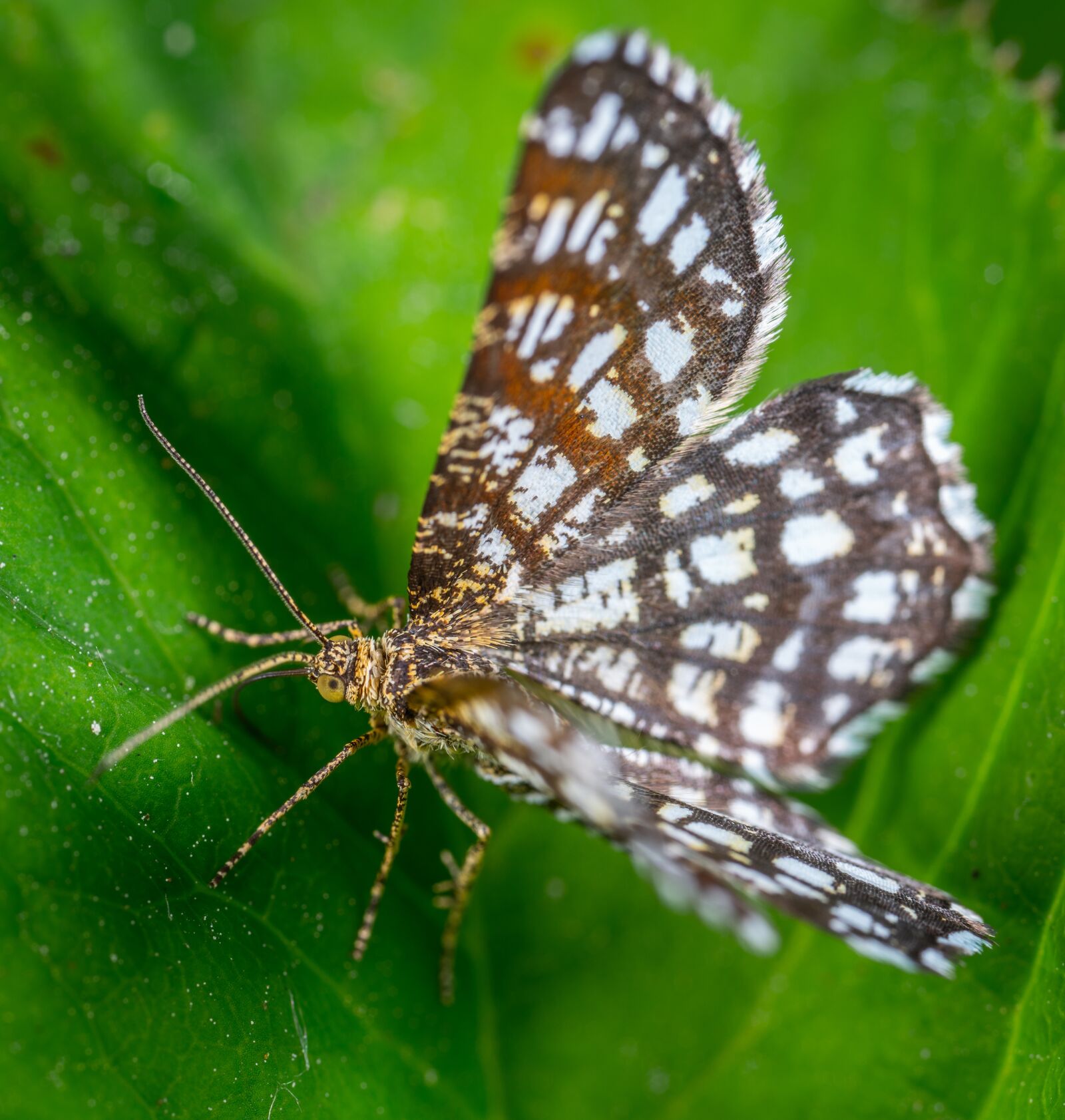 Sony a7R II sample photo. Insect, macro, butterfly photography